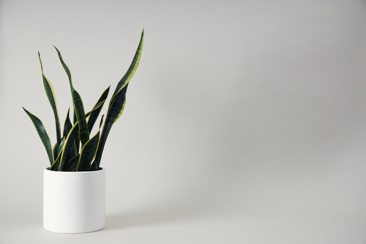 houseplant in white pot on minimalist background