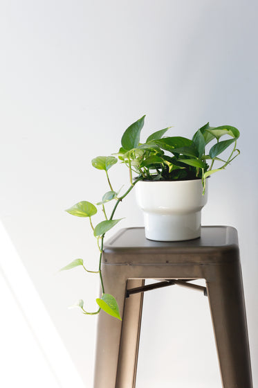 houseplant on stool