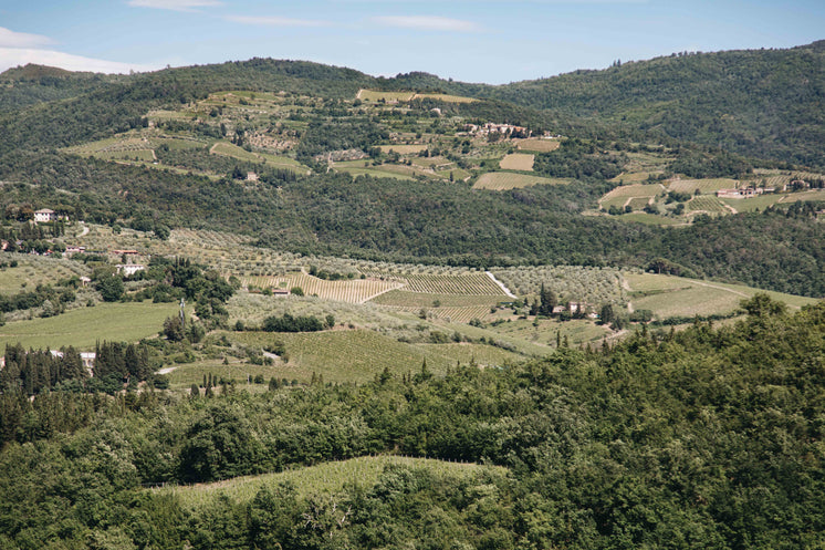 Houses And Vineyards Scattered On Hillside