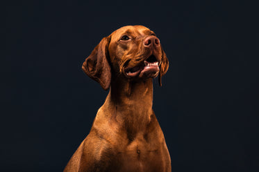 hungarian hound dog