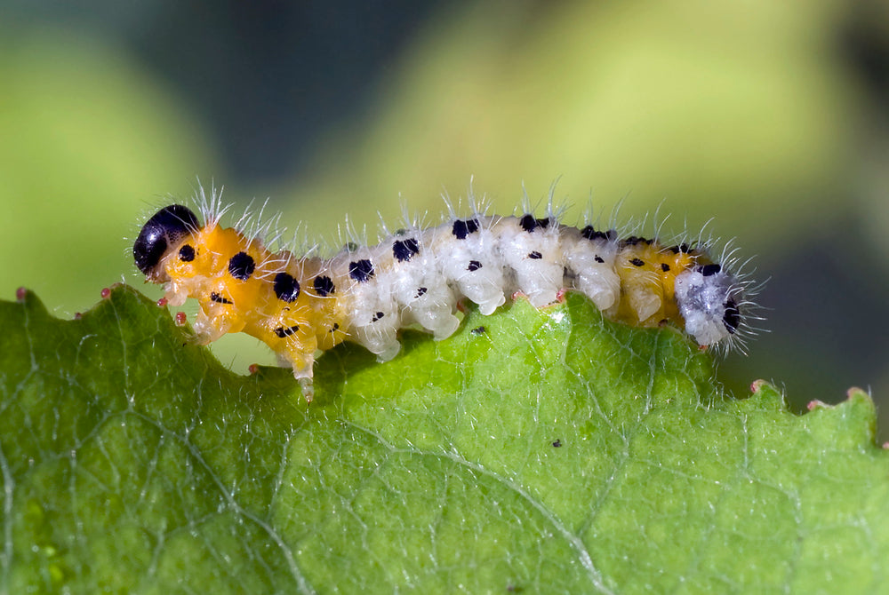 hungry hungry spiky worm