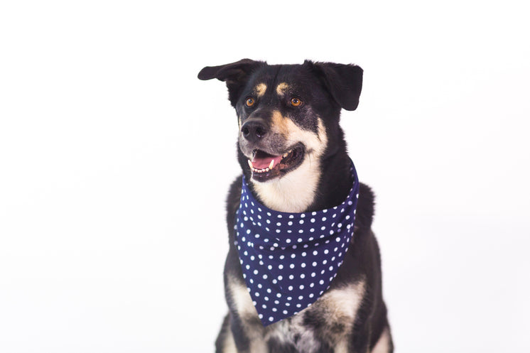 Husky Mixed Dog