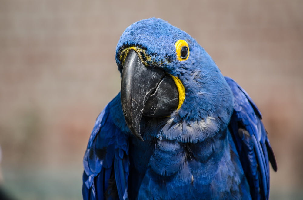 hyacinth macaw