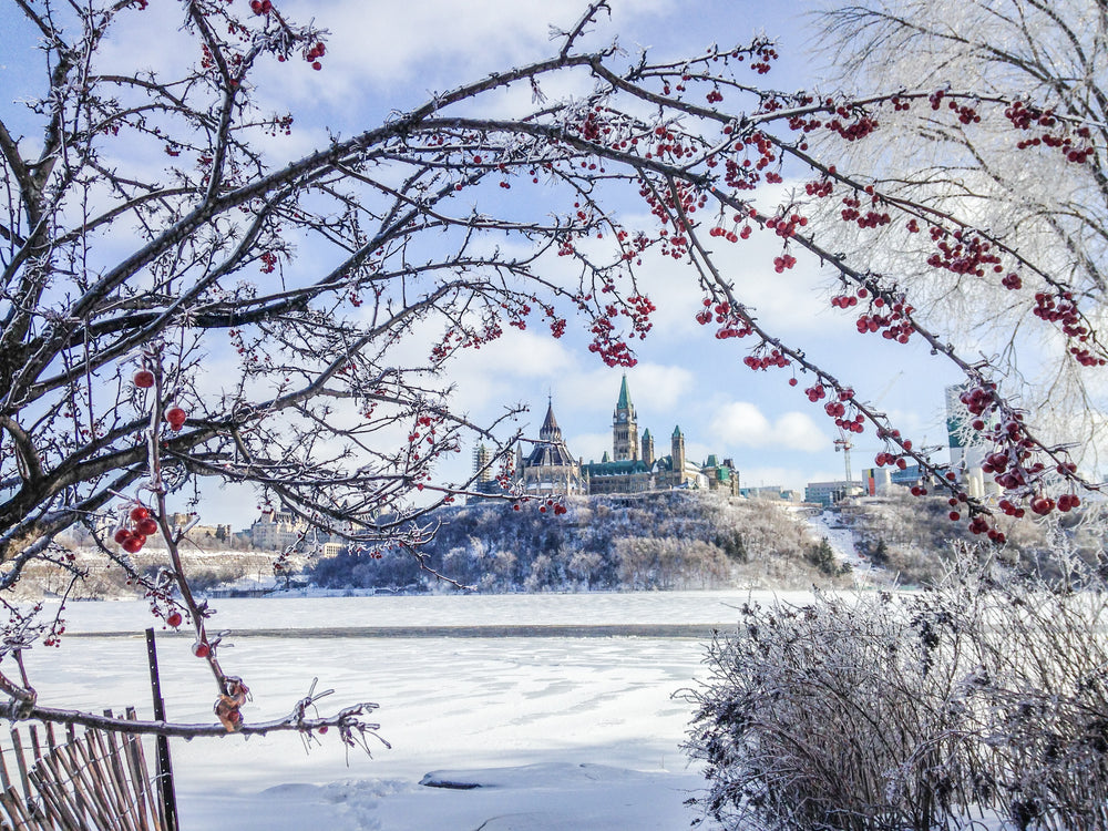 ice coated branches by canadas parliament