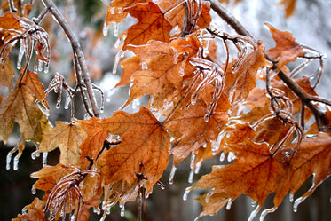 ice coated leaves