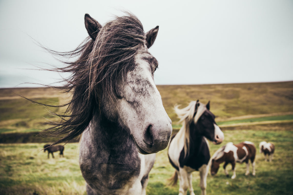 冰岛农场马