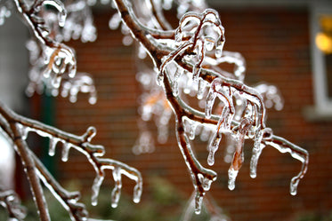 icy glass branches