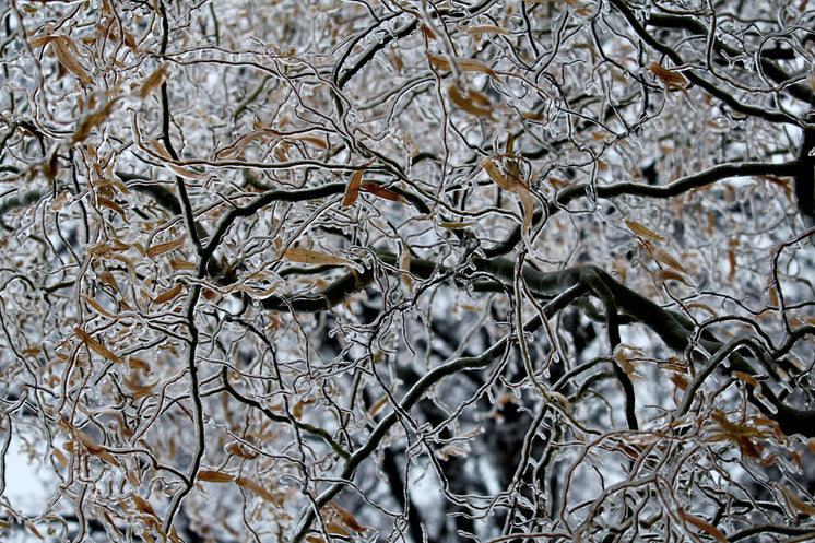 Icy Tree Branches