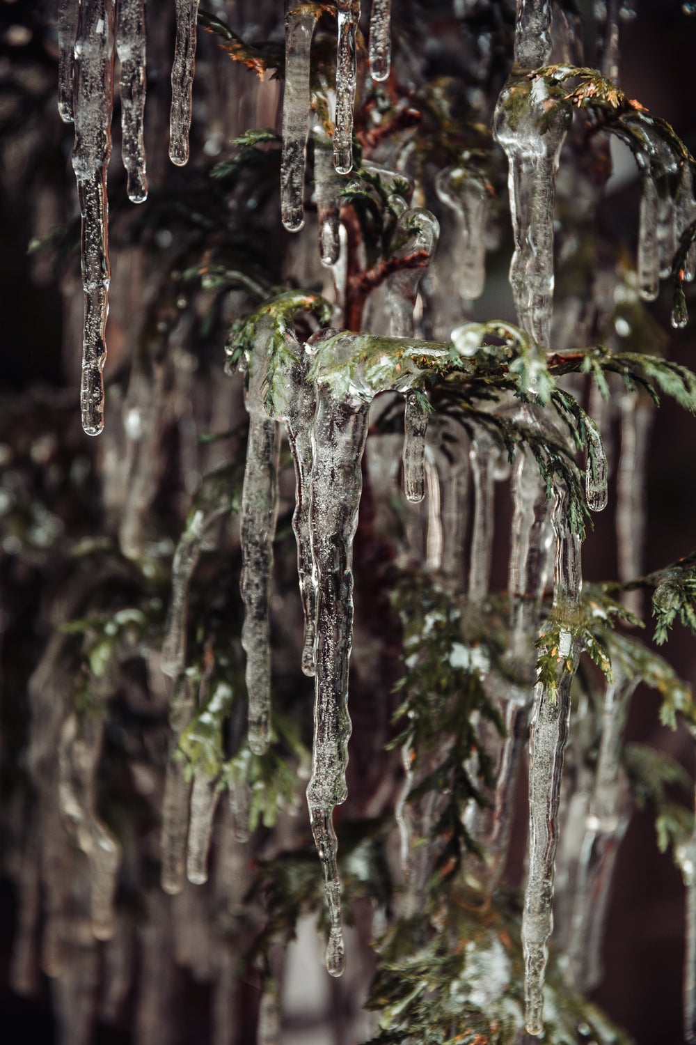 icy tree