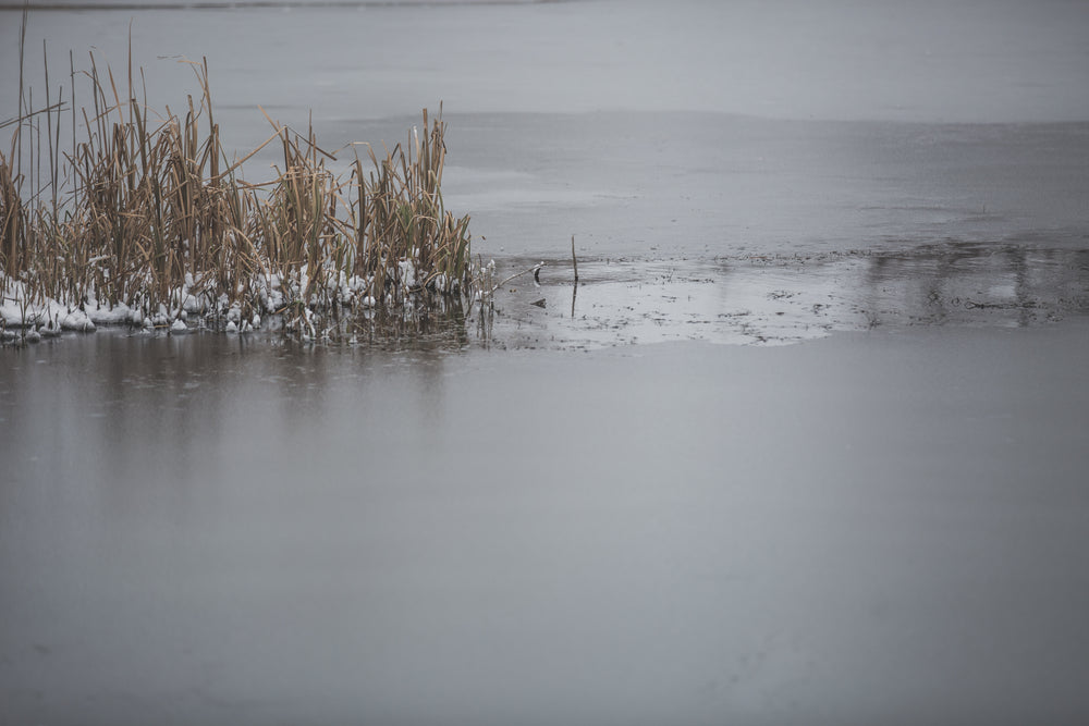 icy winter pond