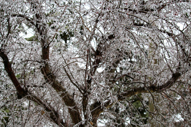 icy winter tree