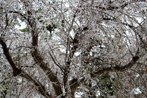icy winter tree