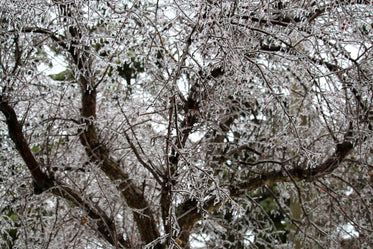 icy winter tree