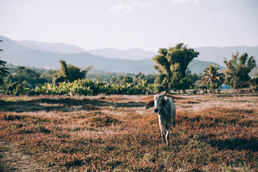 indian cow