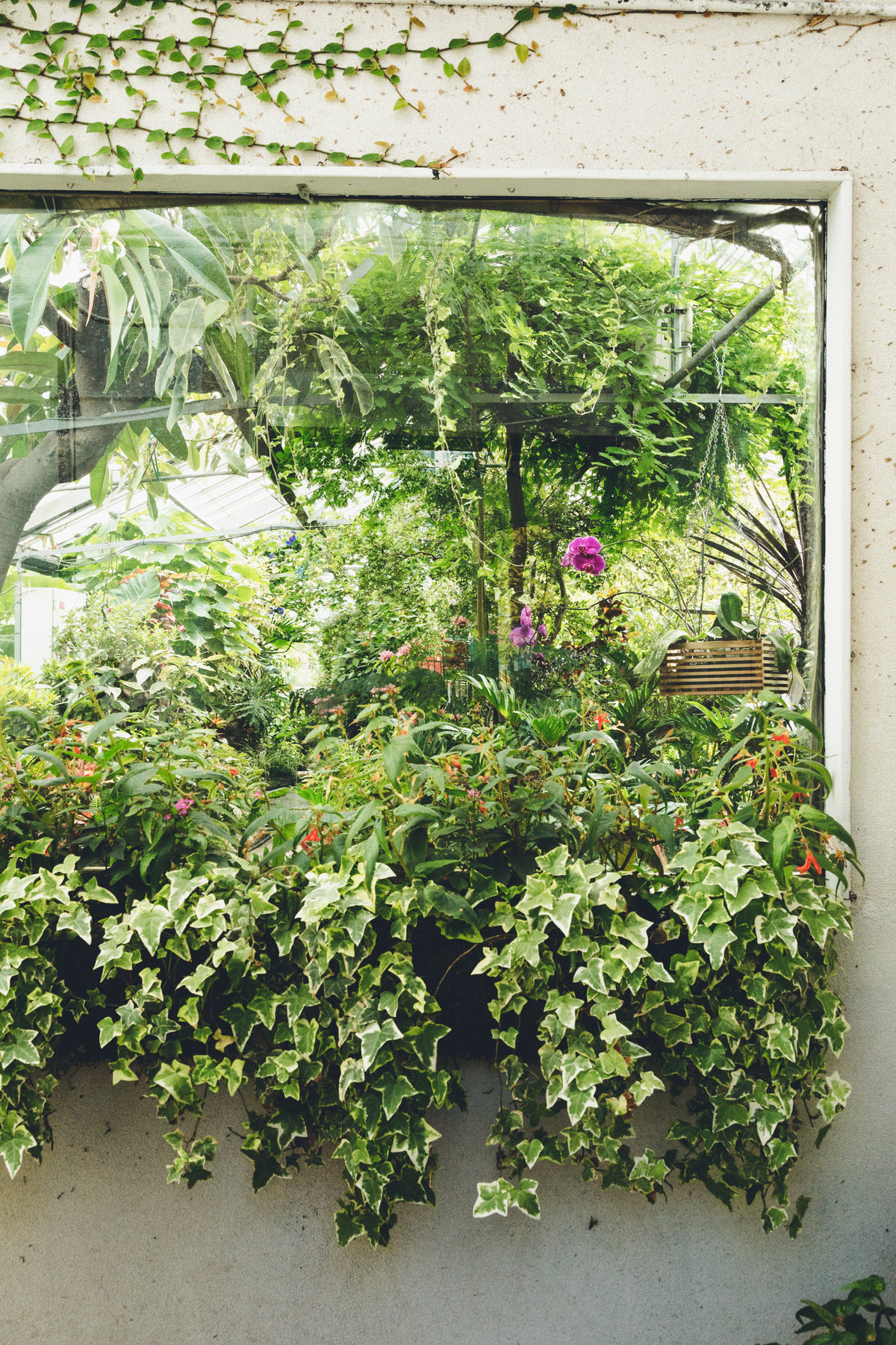 indoor garden with ivy on sill