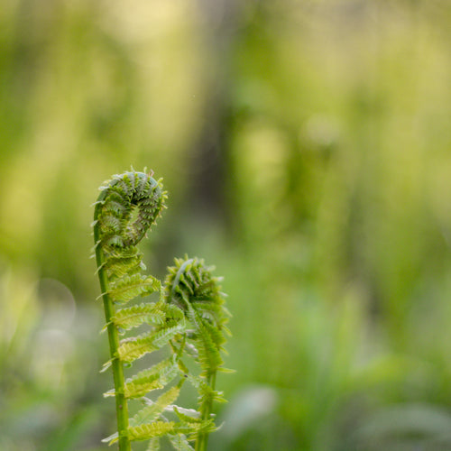 Infant Fern Frond Unfurls Under Early Morning Sunshine