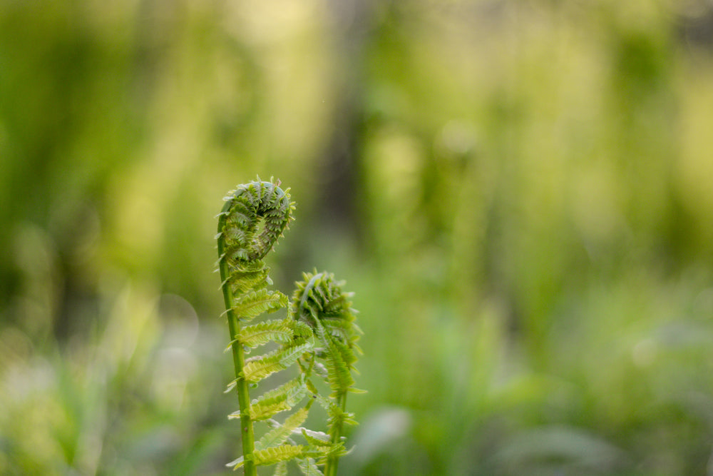 infant fern frond unfurls under early morning sunshine