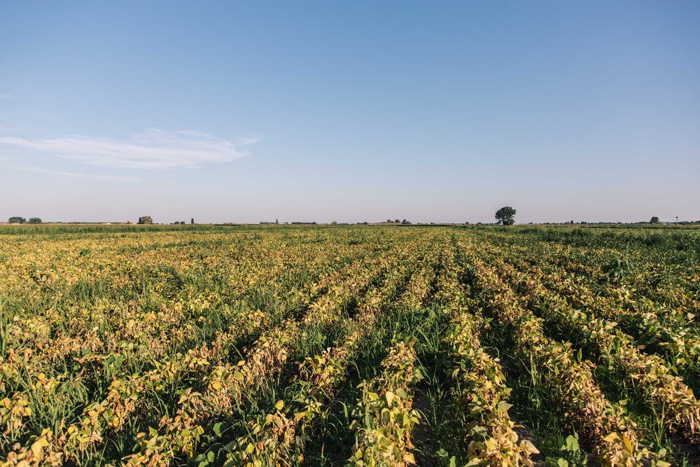 infinite crops