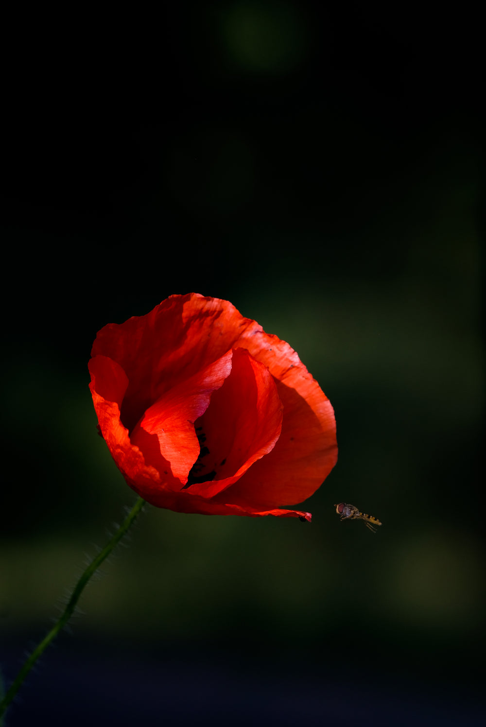 insect comes in to land on a poppy