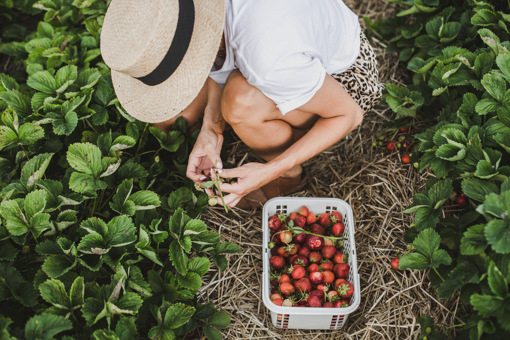 inspect a strawberry