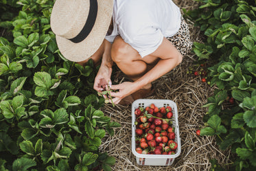 inspect a strawberry