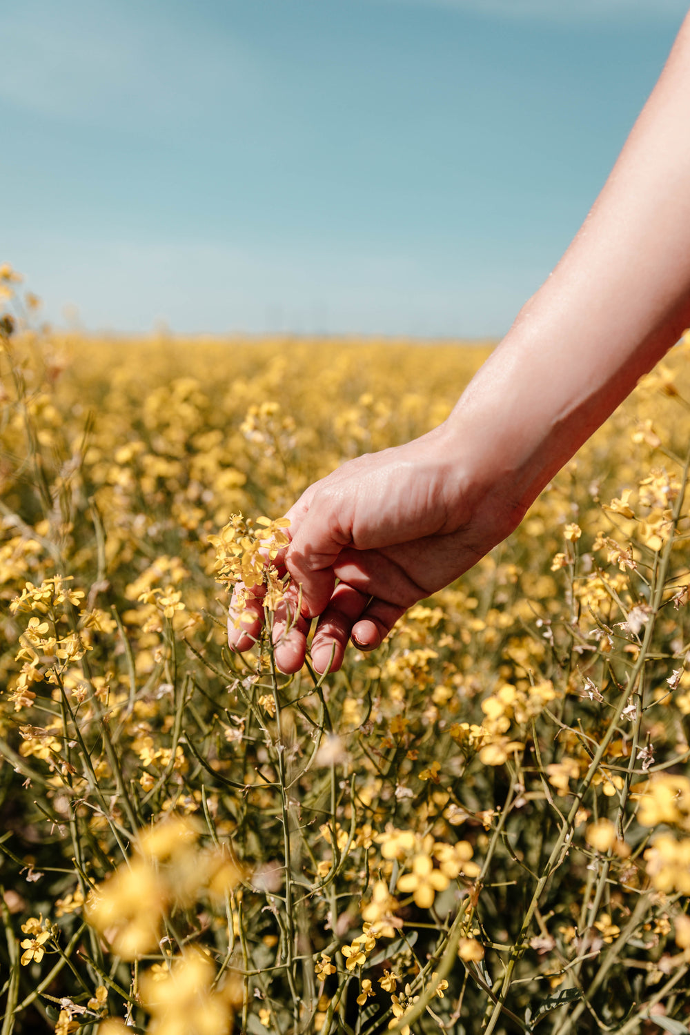 inspecting a yellow flower