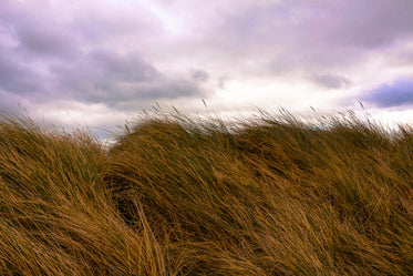 ireland grass field