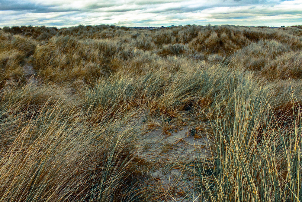 ireland grasslands