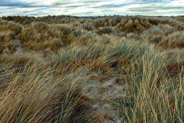 ireland grasslands