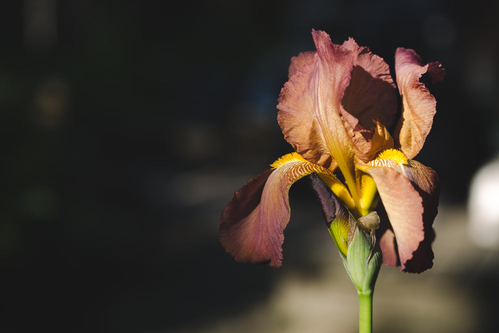 iris bathed in light