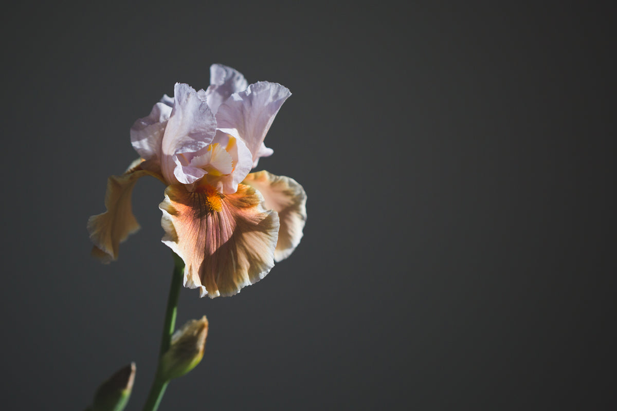 iris flower in sun