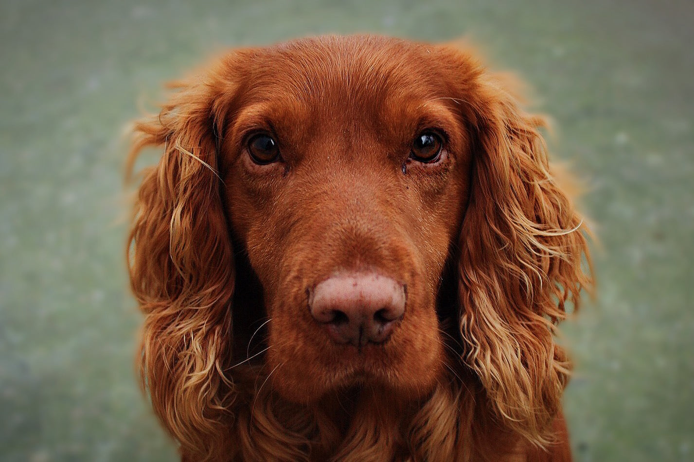 Irish Setter Dog Close Up