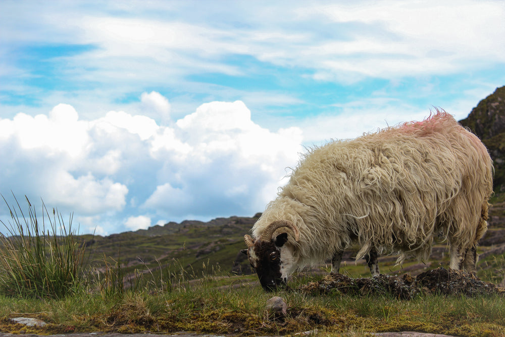 irish sheep grazes