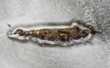 island of frozen trees