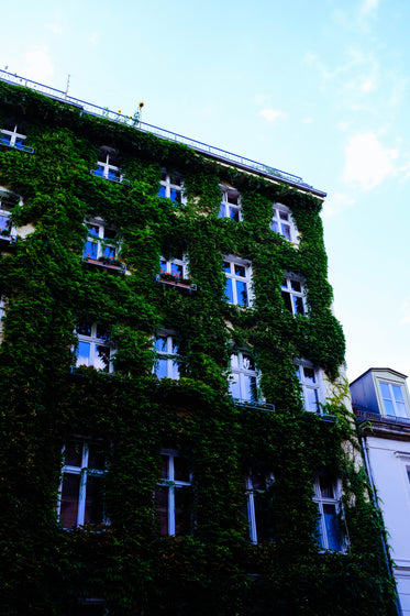 ivy covered building in summer