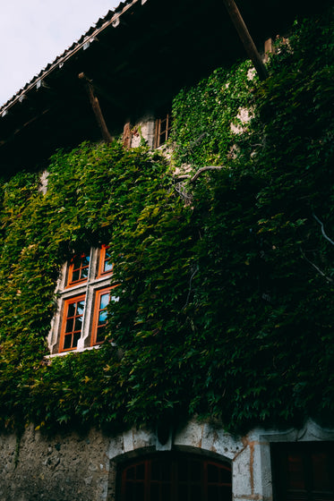 ivy covered building