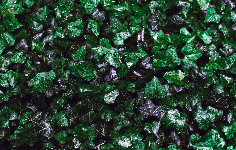 ivy plant wall close up