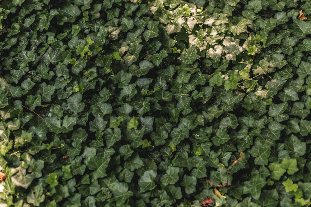 ivy vine wall