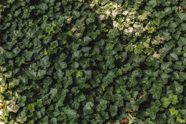 ivy vine wall