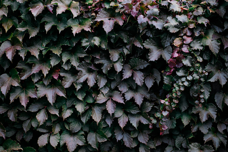 Ivy With Rich Green And Purple Leaves