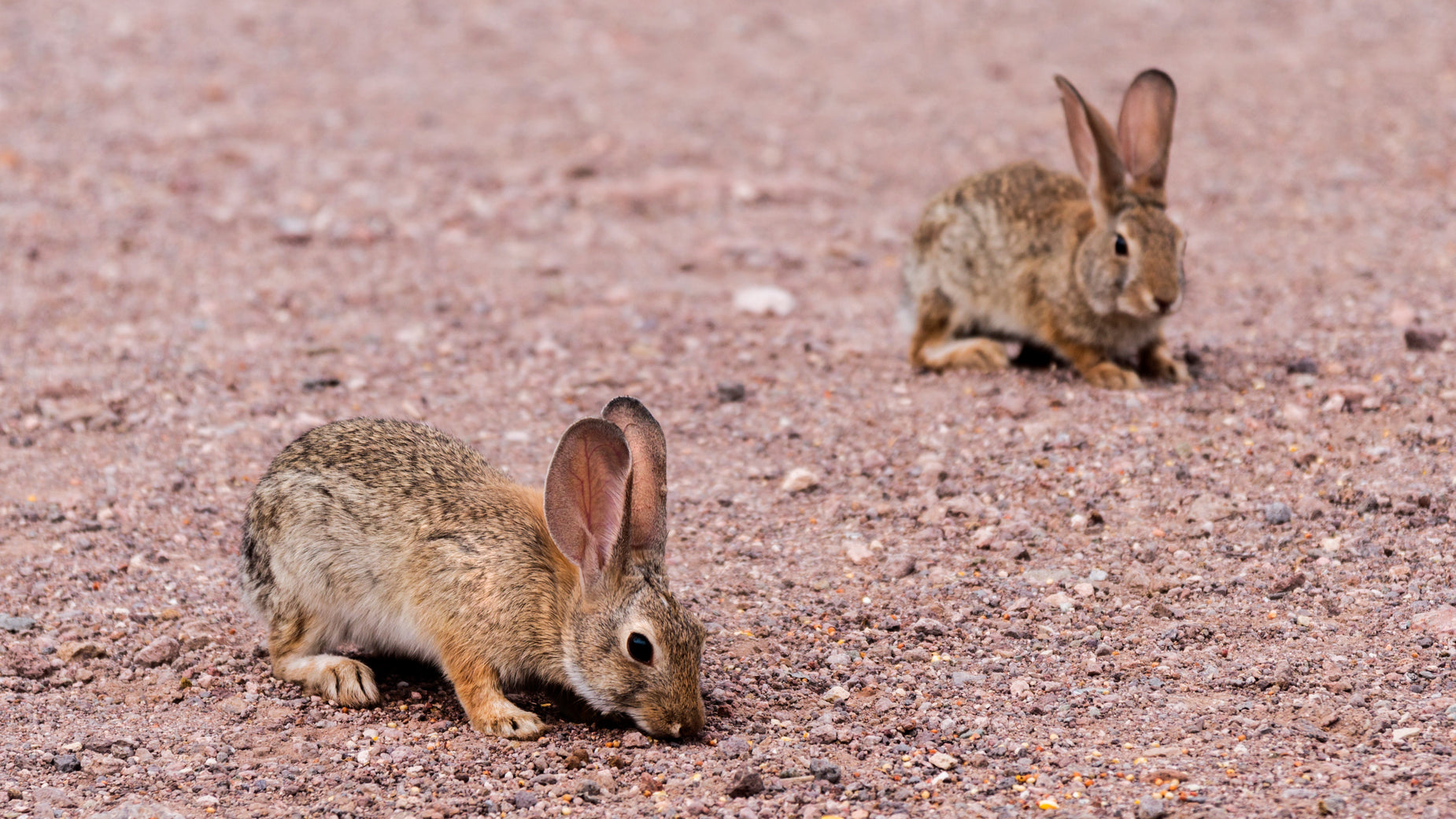 Picture of Jack Rabbits — Free Stock Photo