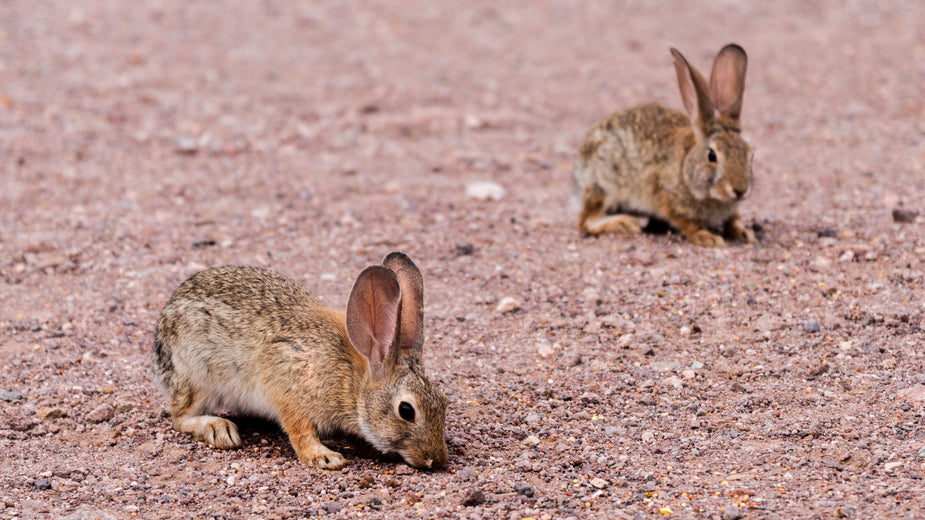 Picture of Jack Rabbits — Free Stock Photo