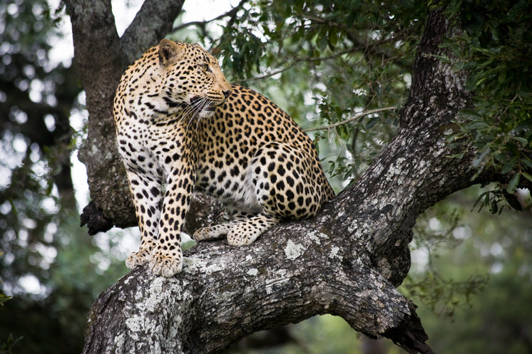 jaguar-in-tree.jpg?width=746&format=pjpg