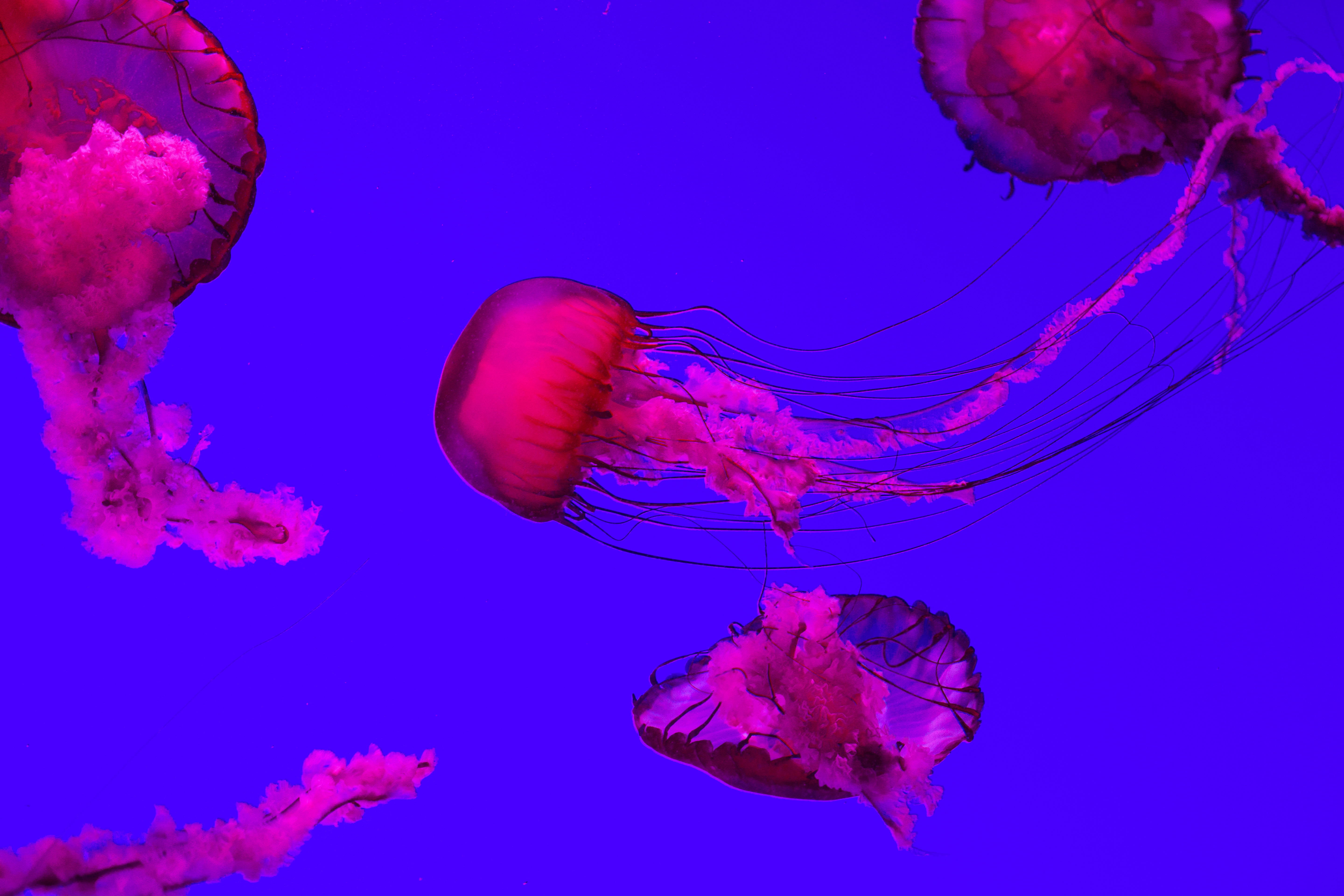 Free Jellyfish Swimming Photo — High Res Pictures