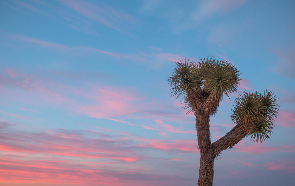 joshua tree at sunset