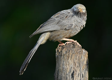 jungle babbler perched on stump