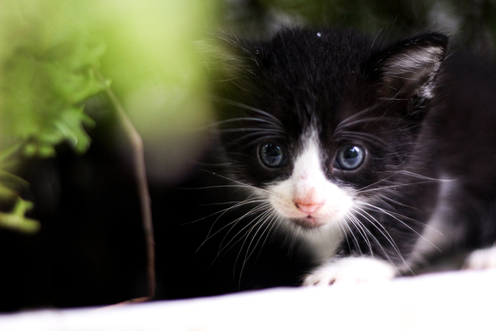 kitten peaking through greenery