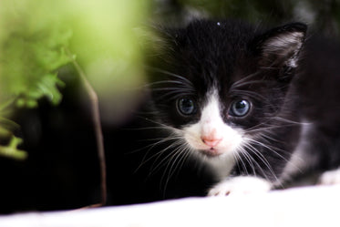 kitten peaking through greenery