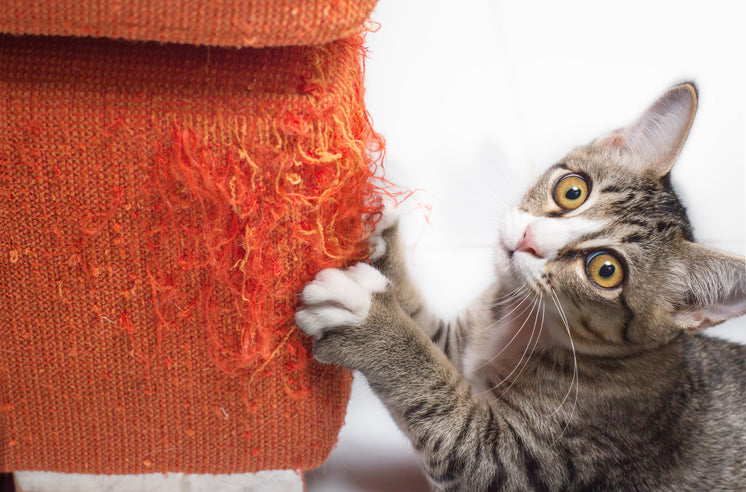 kitten-scratches-sofa-looking-innocent.j