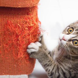 Cat grooming at home